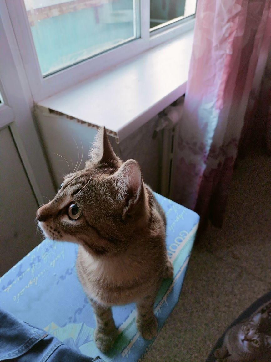 Отдам Доброго Кота.