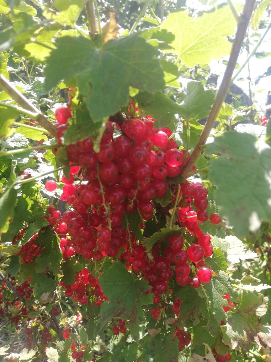 Продам красную и белую смородину