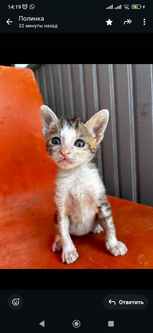Котята в добрые руки