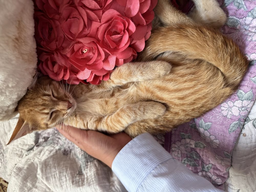 Котенок подросток