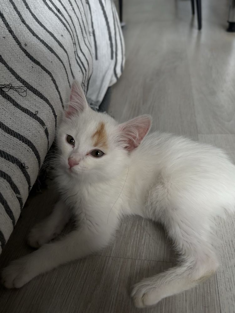 Отдаём котёнка в добрые и заботливые руки