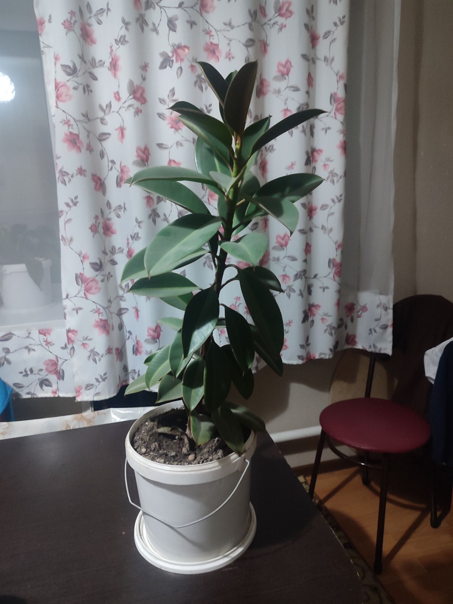 Продам цветок фикус