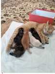 Котята отдам в хорошие руки