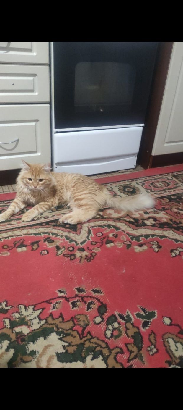 Отдам кота в добрые руки, бесплатно