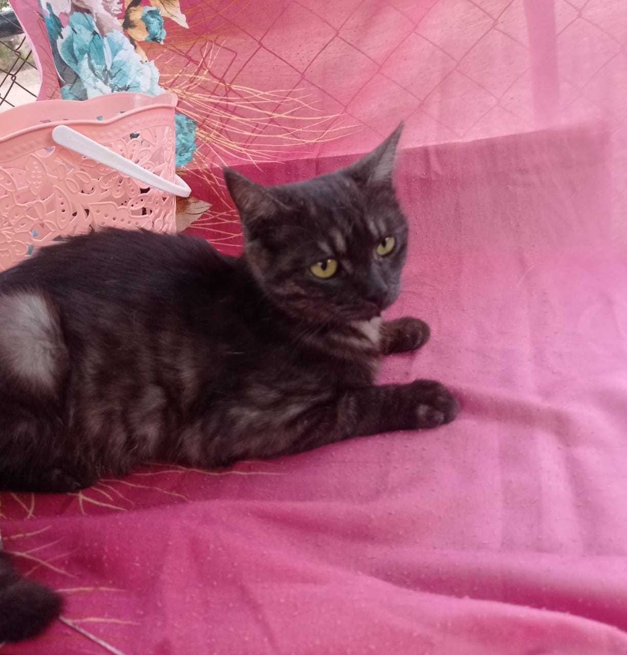 Отдам в добрые руки котенка