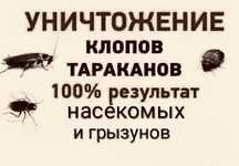 Уничтожаем клопов тараканов и др насекомых.