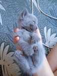 Котята 1 месяца.