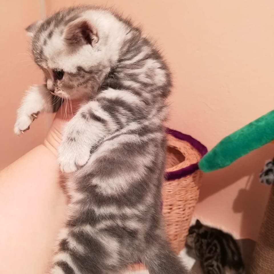 ШотЛанДскиЕ кОтяТки