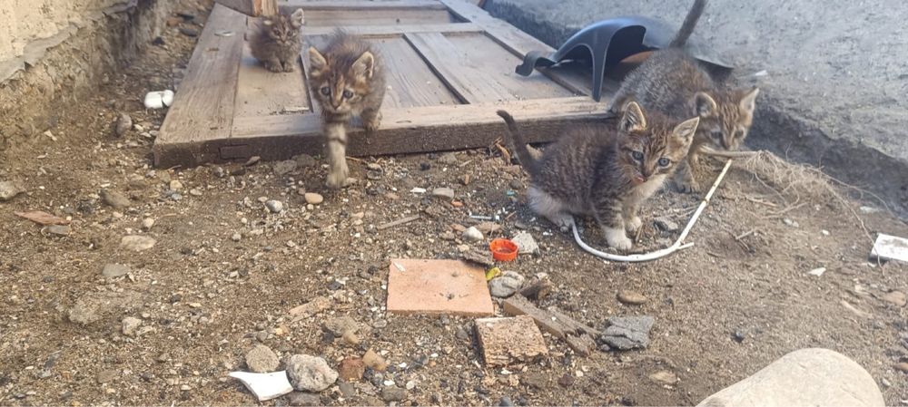 Котята в добрые руки