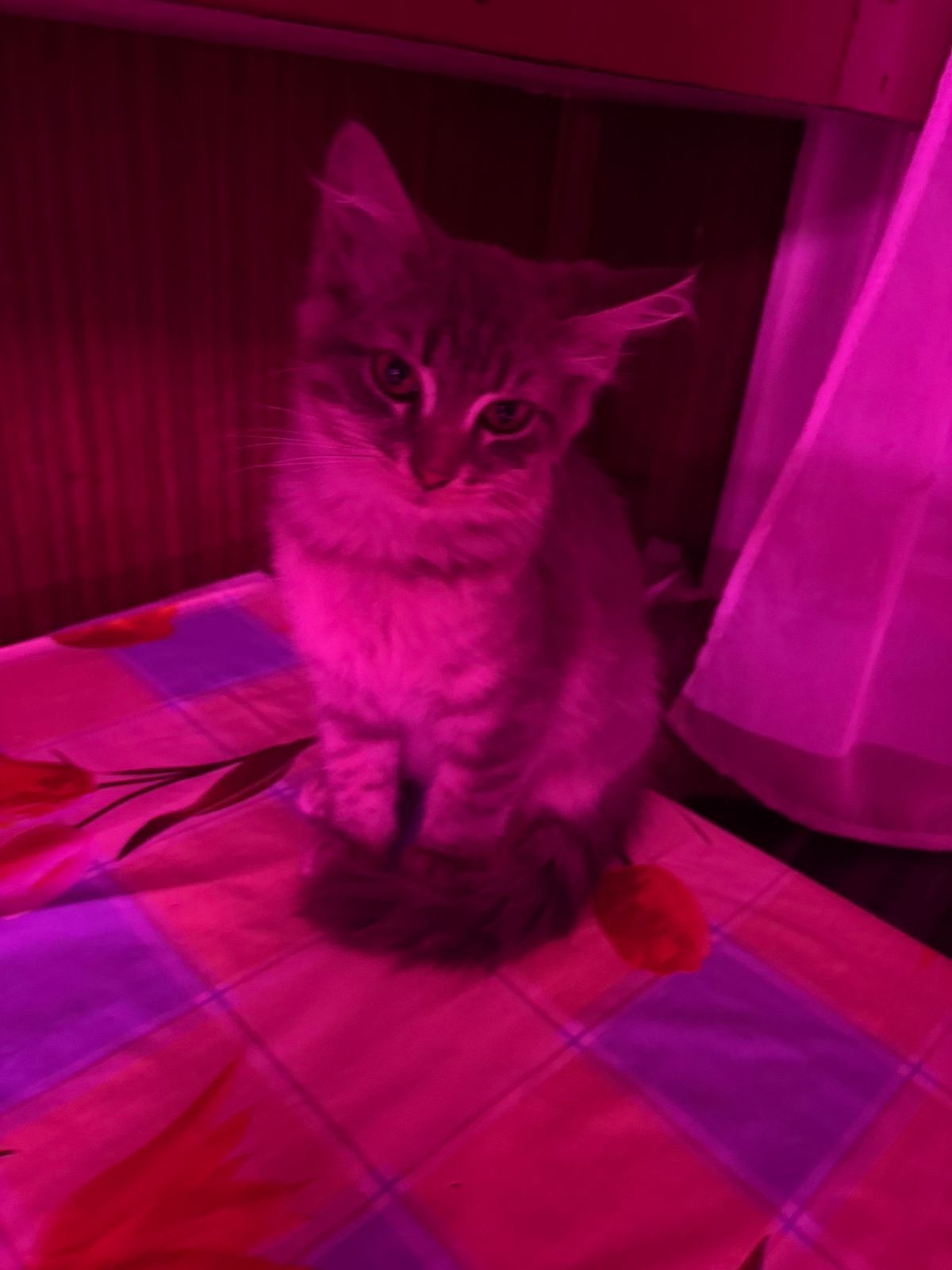 Котята бесплатно