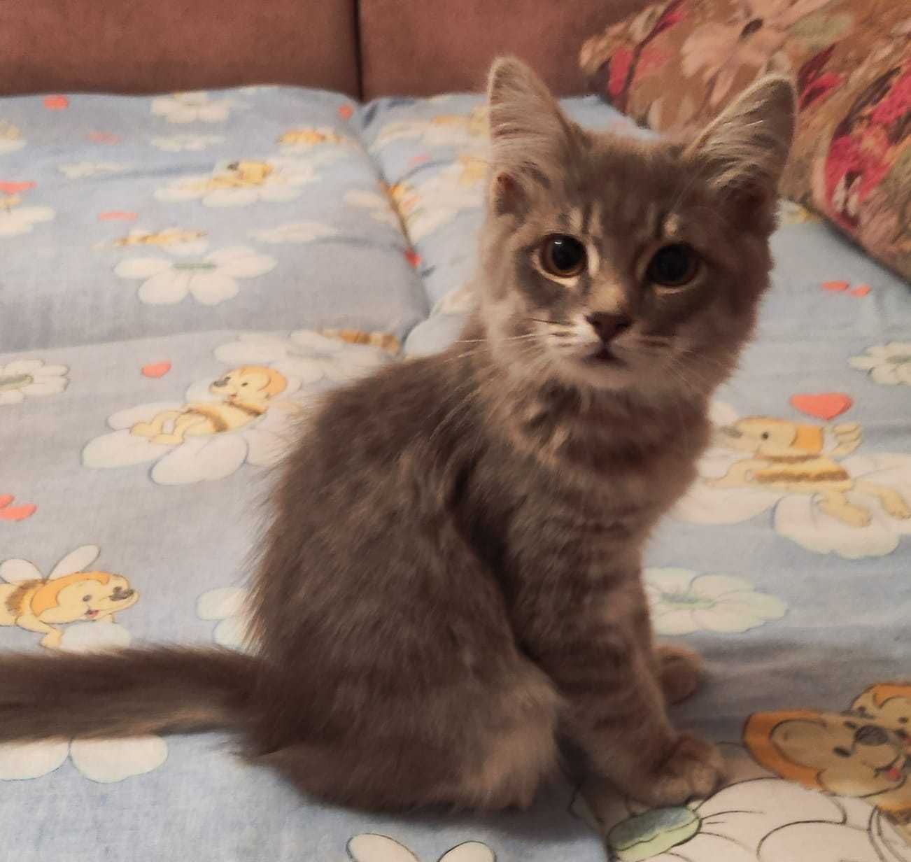 Милые котята в добрые ручки.