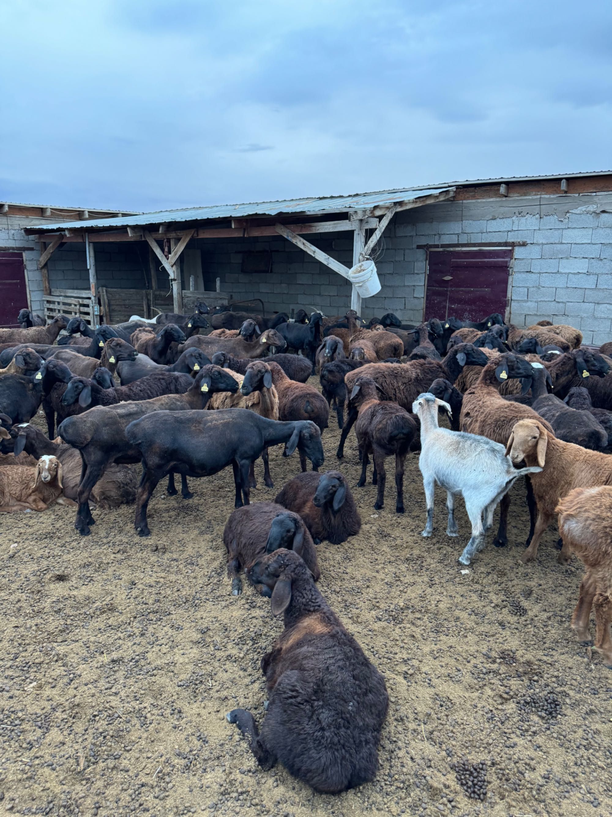 Продам Фазенду со скотом Алматинская обл. Село Курты