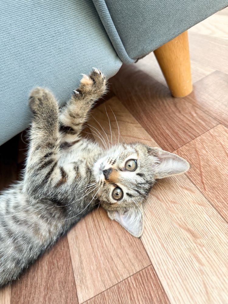 Котенок ищет семью