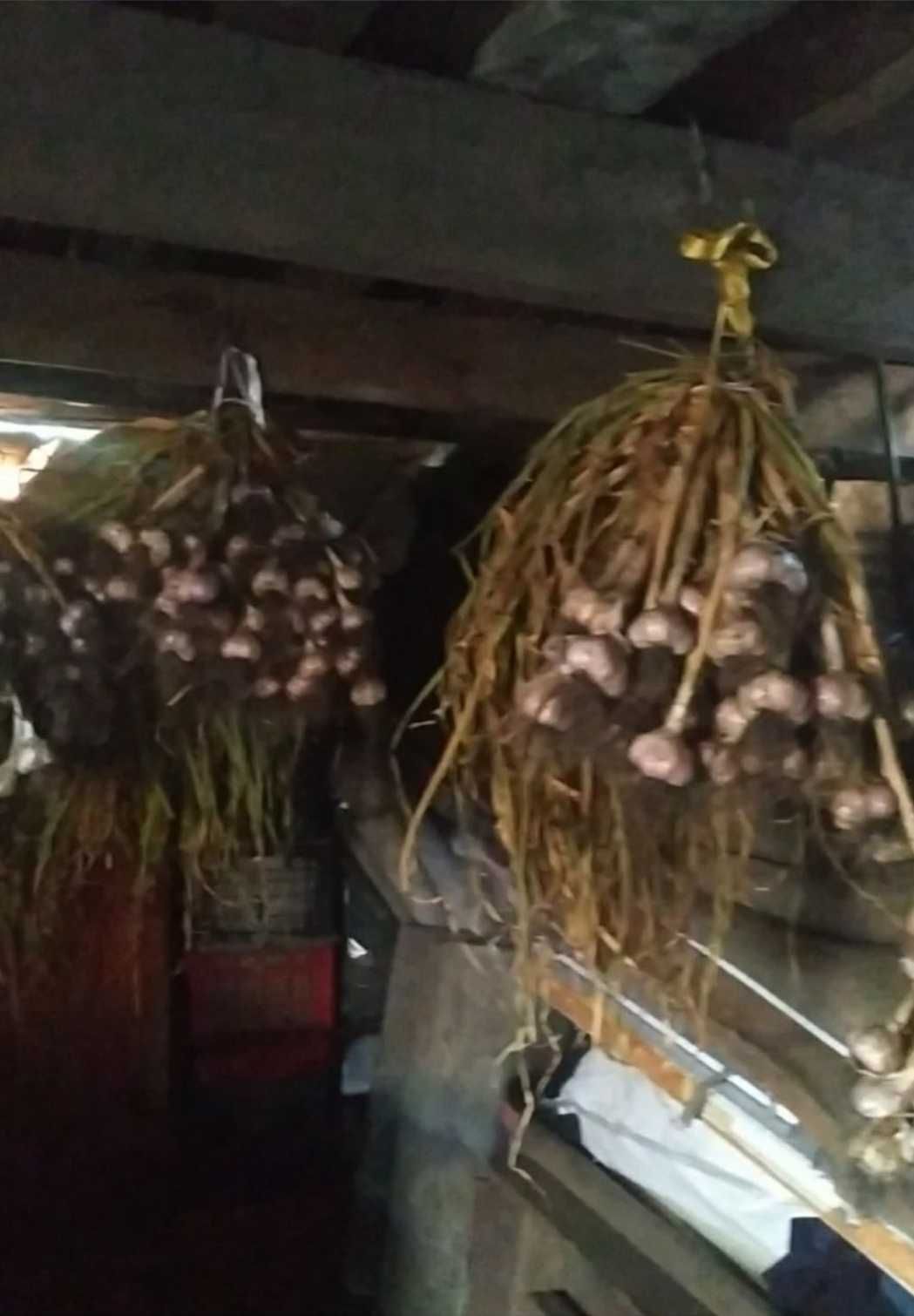 Продам озимый чеснок