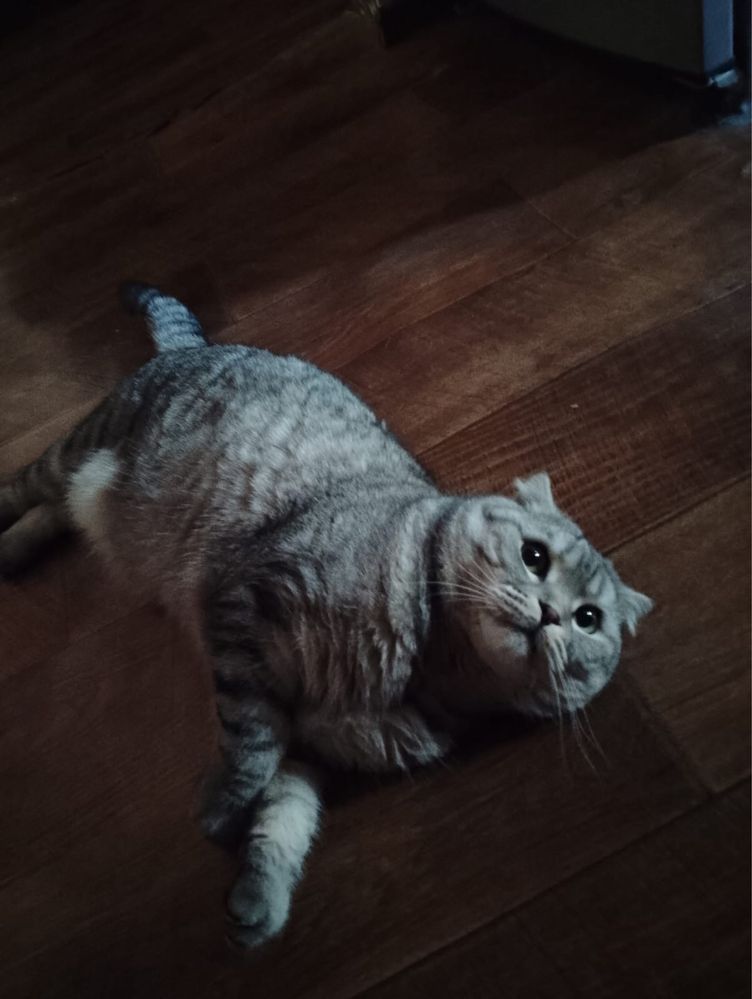 Британцы котята продам