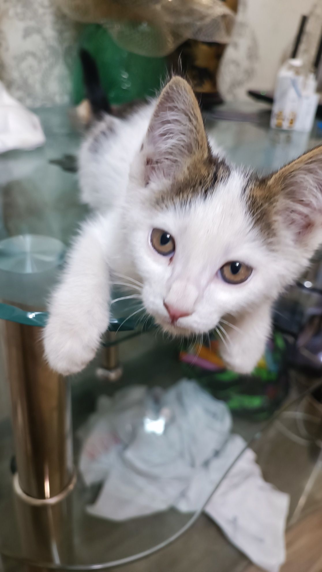 Отдам в добрые руки кошечку/девочка