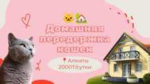 Домашняя передержка кошек — 2000₸/сутки