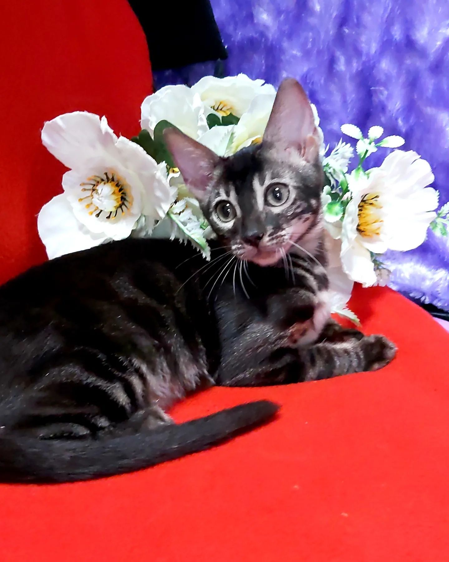 BLACK Bengal Cat. Vip котята
