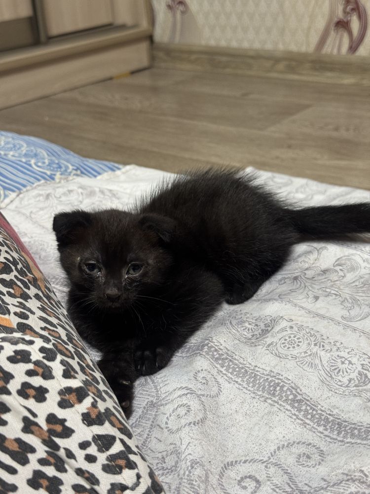 срочно отдам котенка