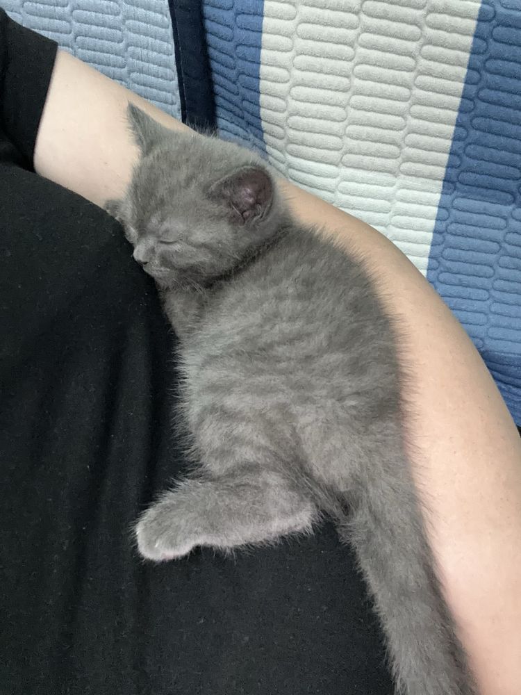 Котенок британец