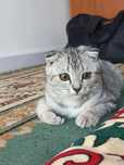 Шотландский котёнок