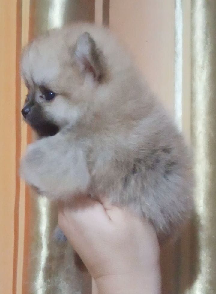 Шпицы мальчики ждут новую семью
