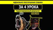 Дрессировка собак кинолог