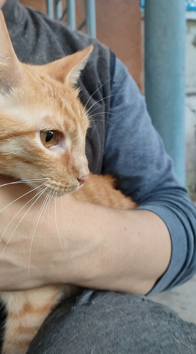 Кот, котенок подросточек, кастрирован