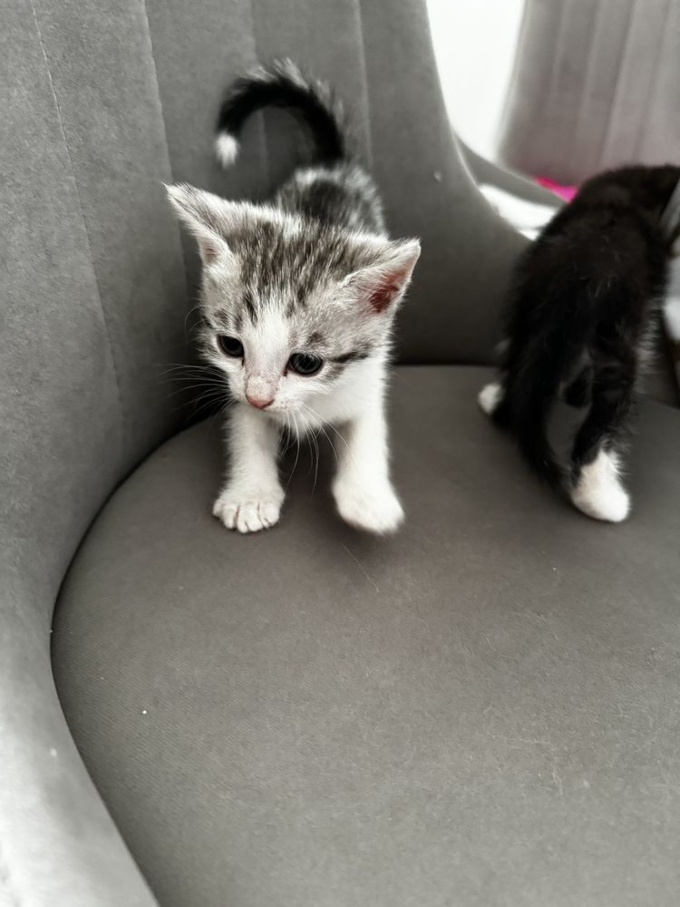 Котенок комочек счастья