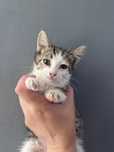 Котенок мальчик в добрые руки