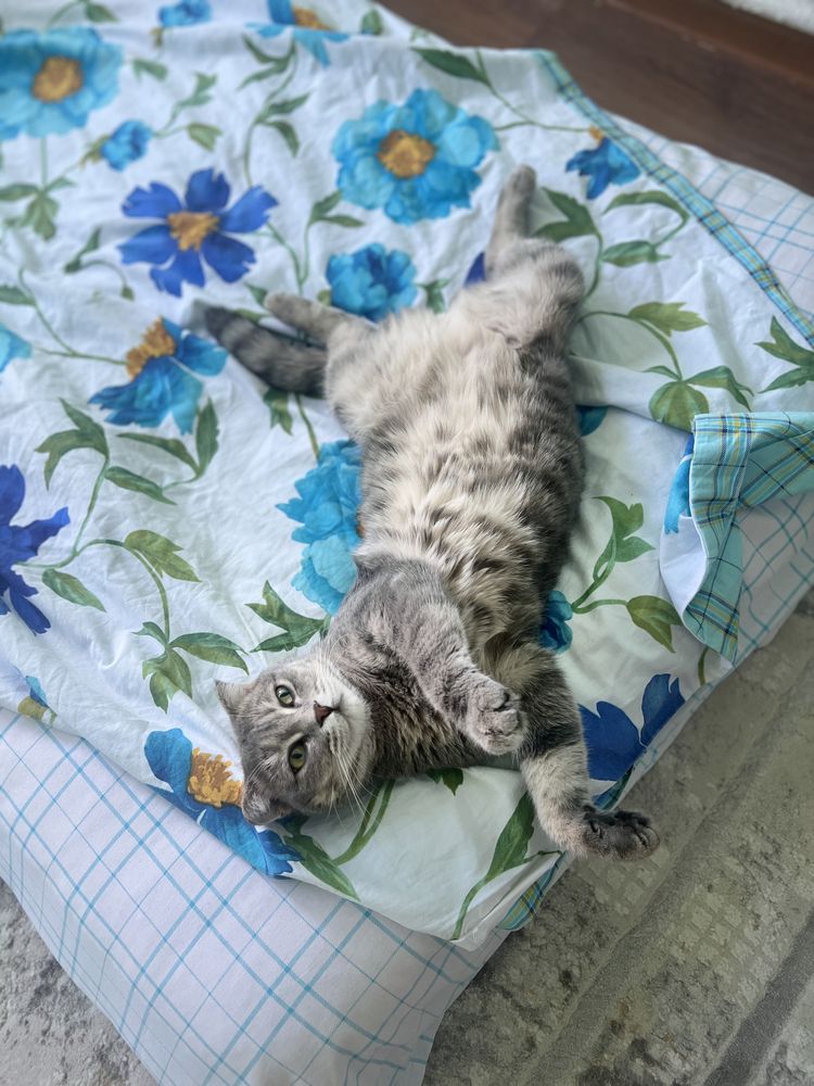Отдам кошку в добрые руки