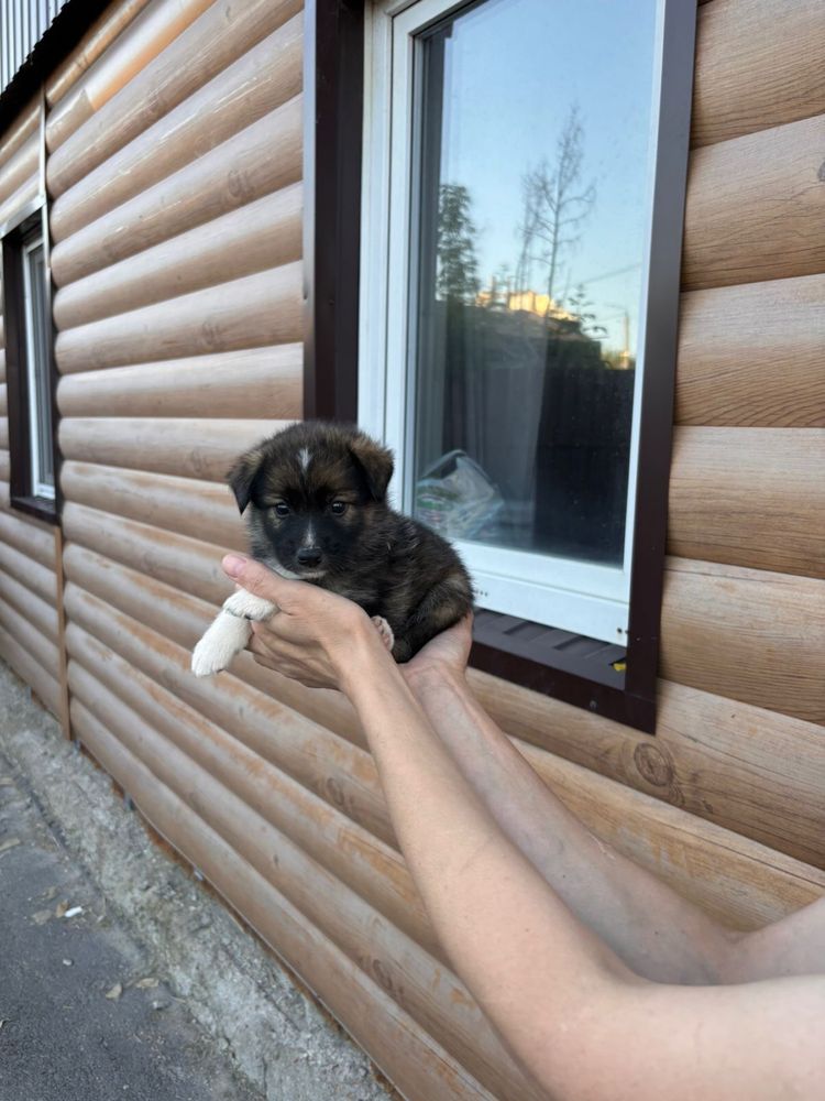 щенки в добрые руки