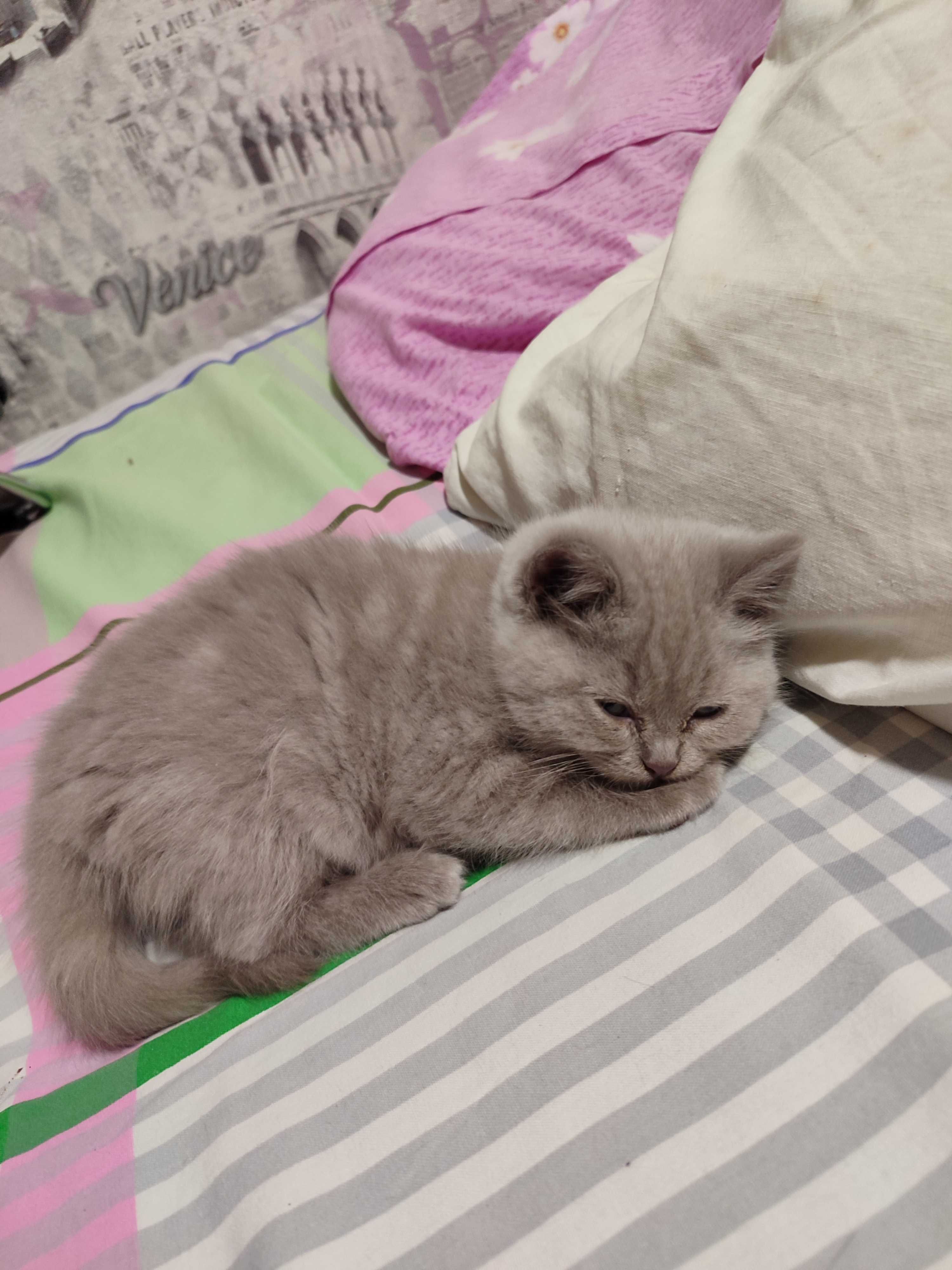 Котята, британцы