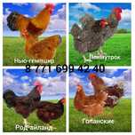 Цыплята  мясо-яичных пород.