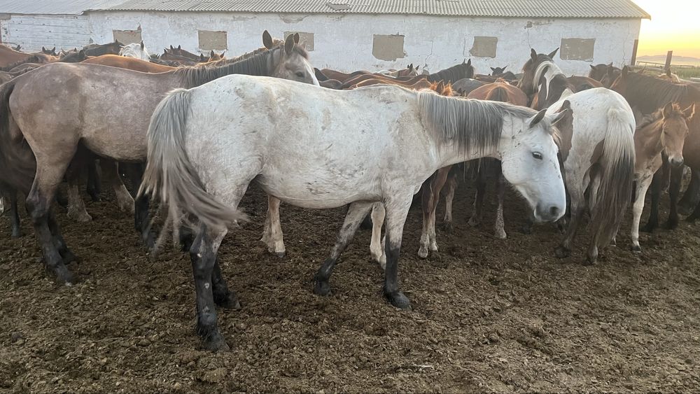 Продам лошадей 3 кобылы с жеребятами  , жеребята  майские.
