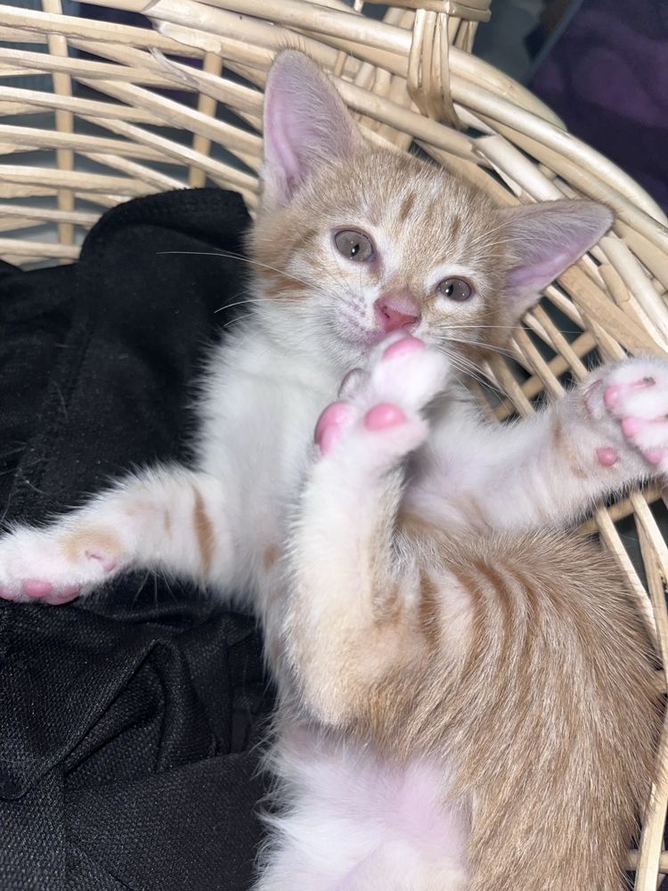 Котёнок девочка ищет дом