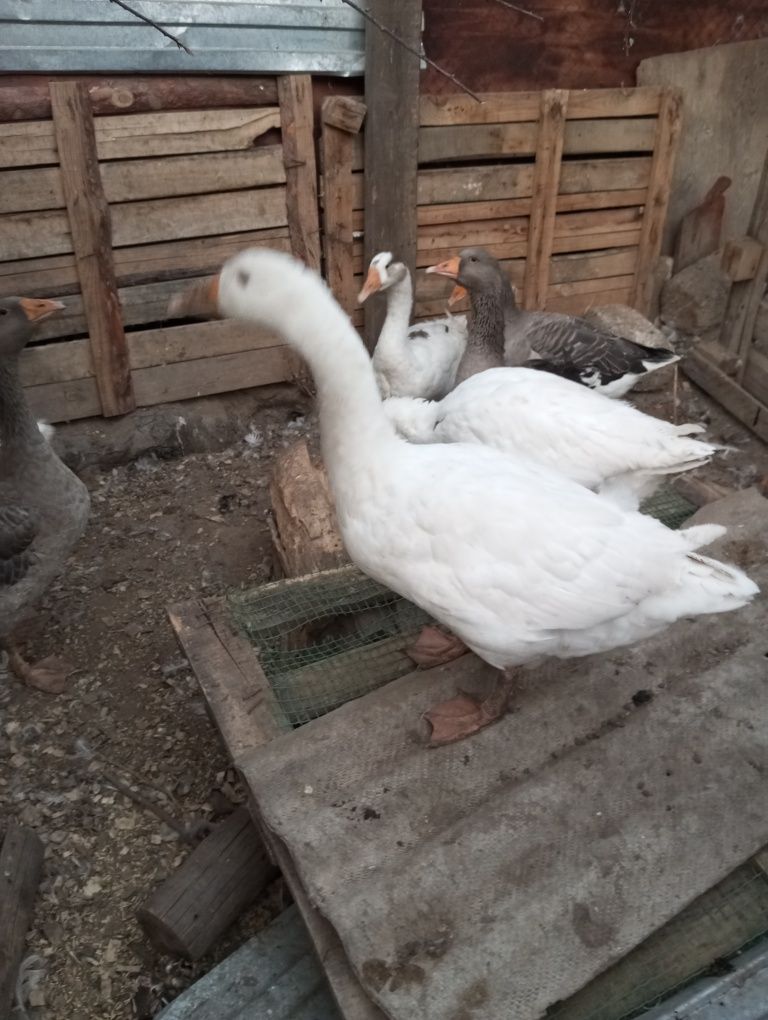 Гуси на продажу живьем
