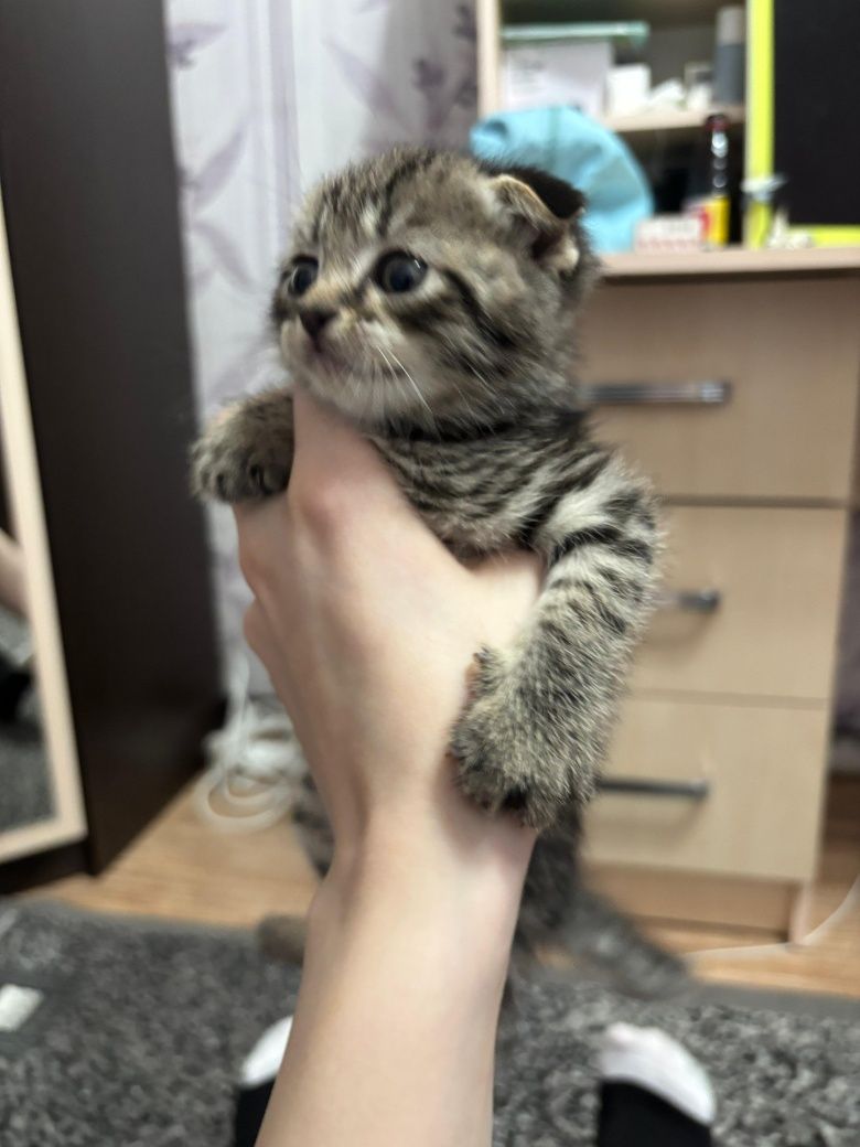 Продам породистых котят
