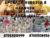 Продам бройлеров породы КОББ-500