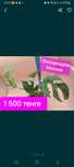 Продается филодендрон Минима для гармонии и уюта в Доме!
