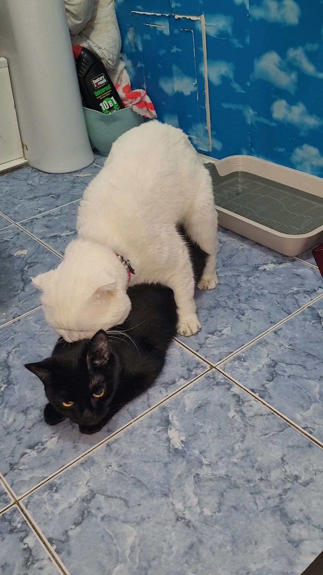Вязка кот шотландский вислоухий
