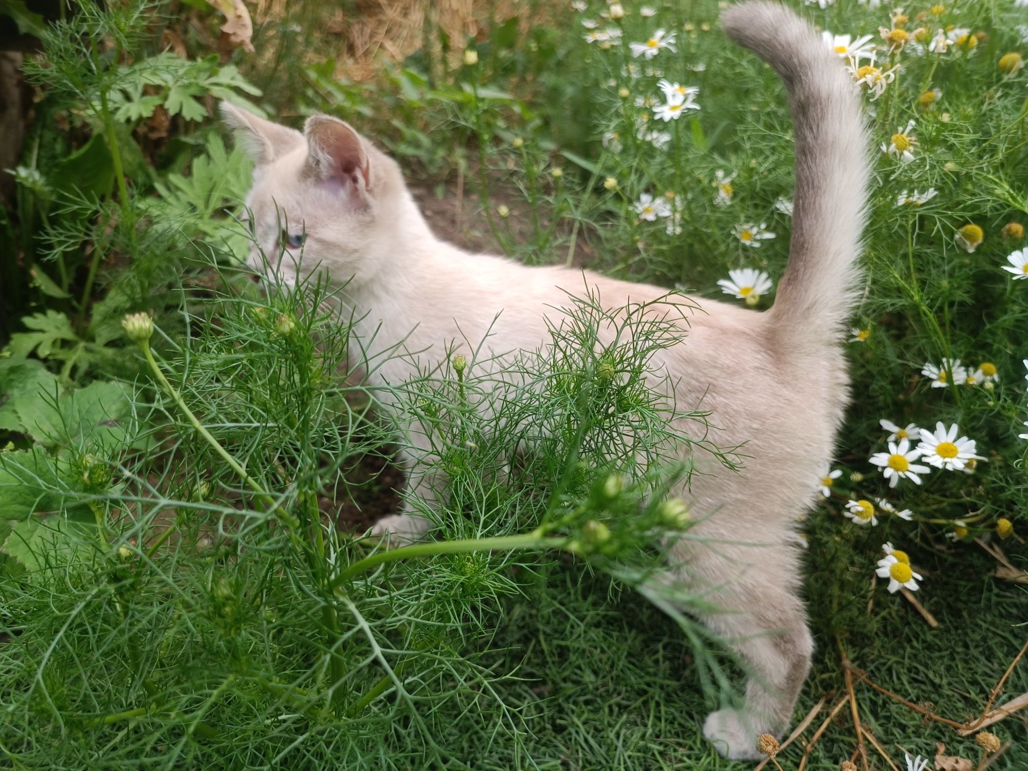 Котенок кошечка к любящим людям