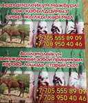 Предлогаем  вынужденый забой лошади коровы