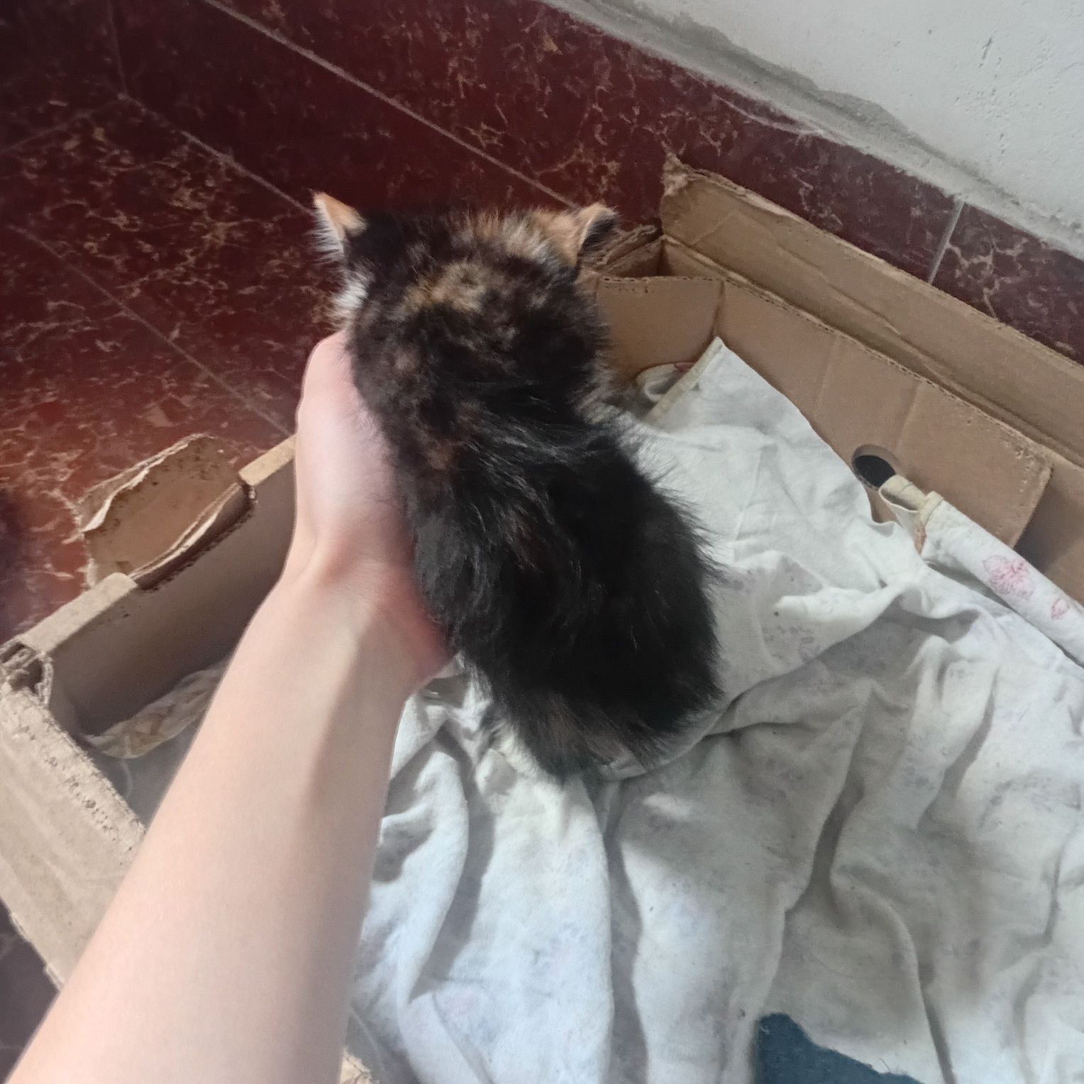 Отдам котят 2 месяца