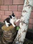 Котёнок, отдам в хорошие руки