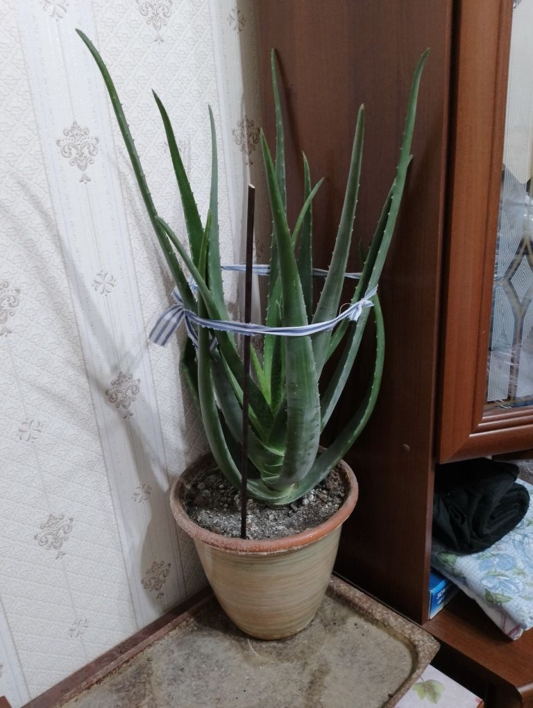 Продам цветы алоэ