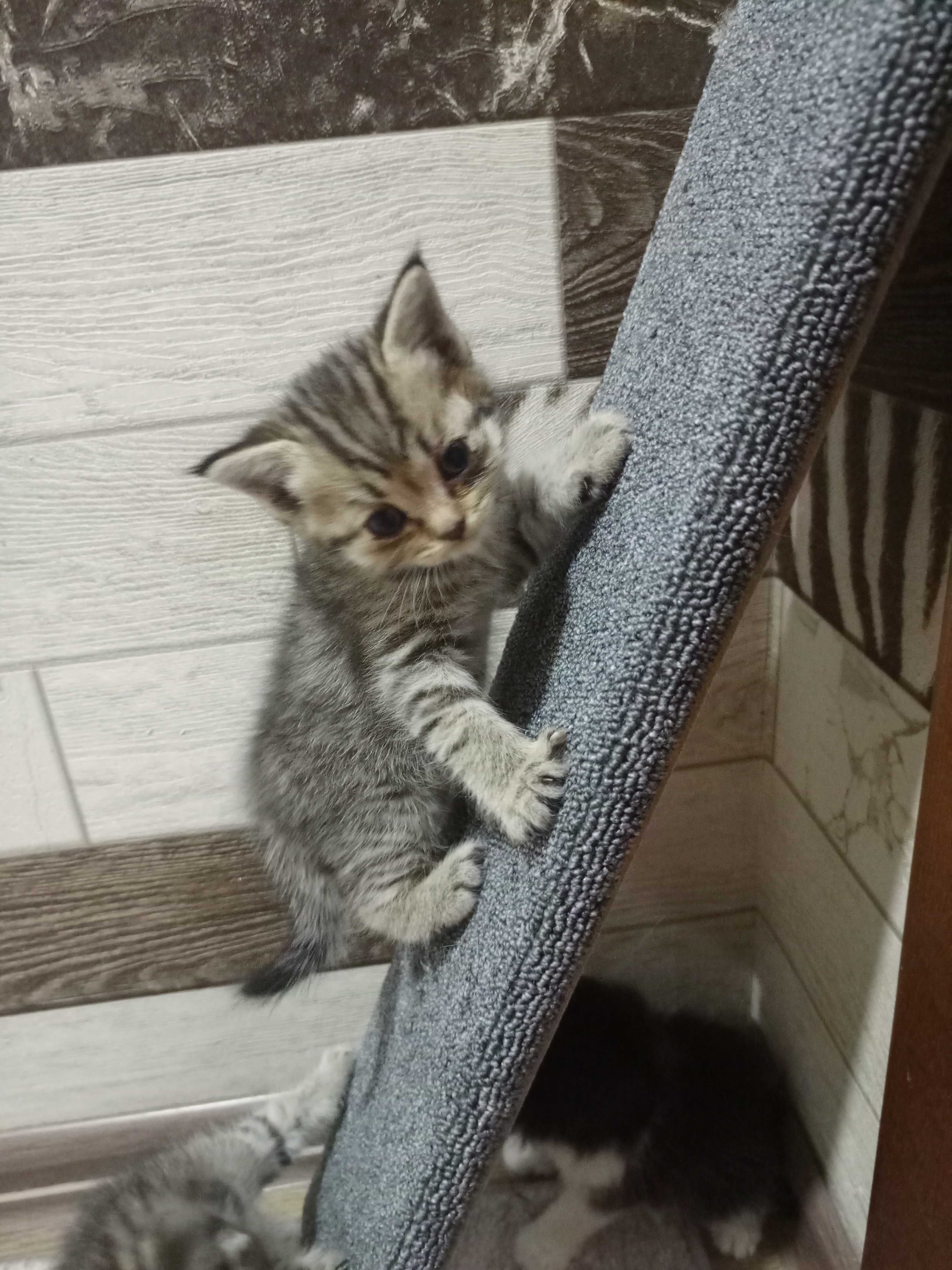 Котята бесплатно