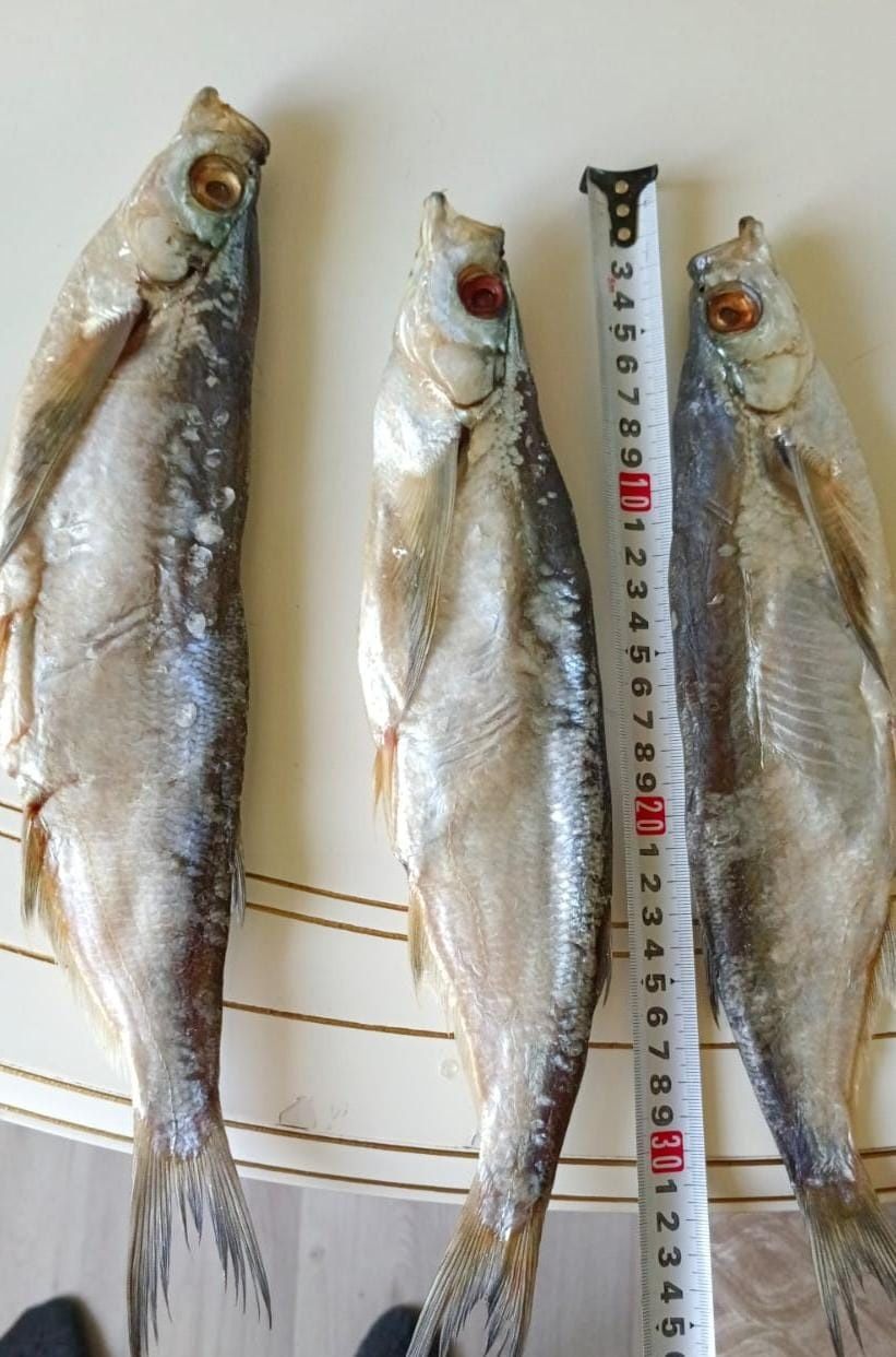 Продам рыбу Чехня