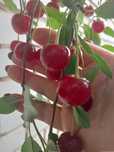 Продам вишню скрещенную с черешней