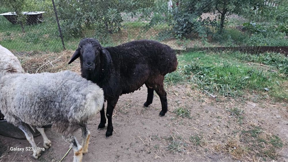 Продам барашков, кошкарик и матки